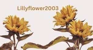 The Rise to Stardom: Unveiling the Journey of Lillyflower2003